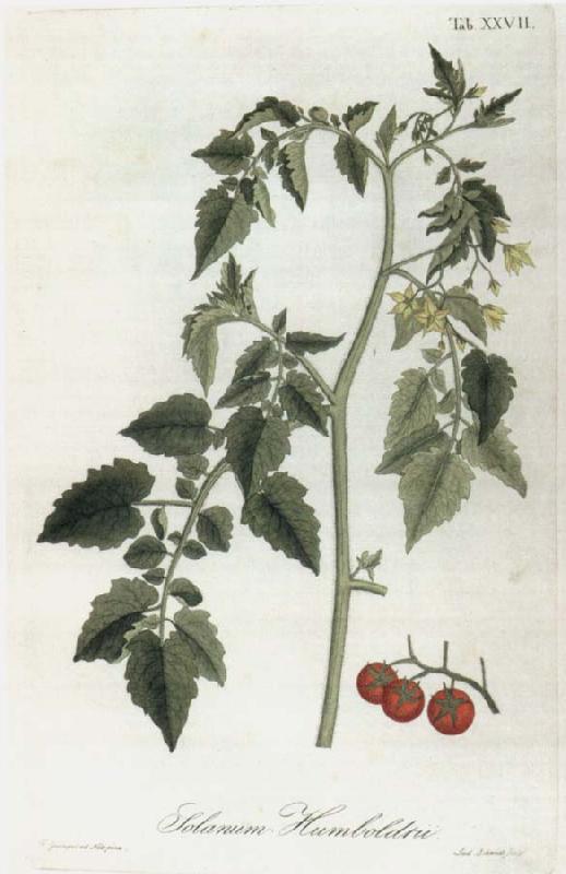 Alexander von Humboldt Lycopersicum esculentum France oil painting art
